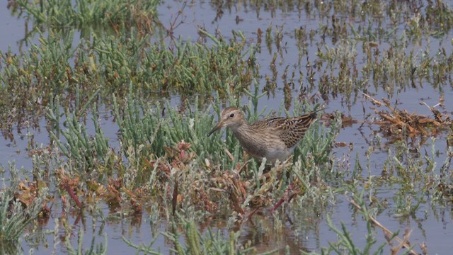 Pectoral Sandpiper - ML612498792