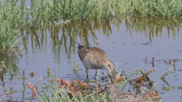 アメリカウズラシギ - ML612498793