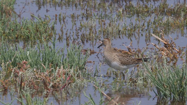 アメリカウズラシギ - ML612498794