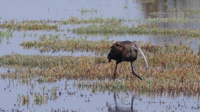 Ibis à face blanche - ML612498809