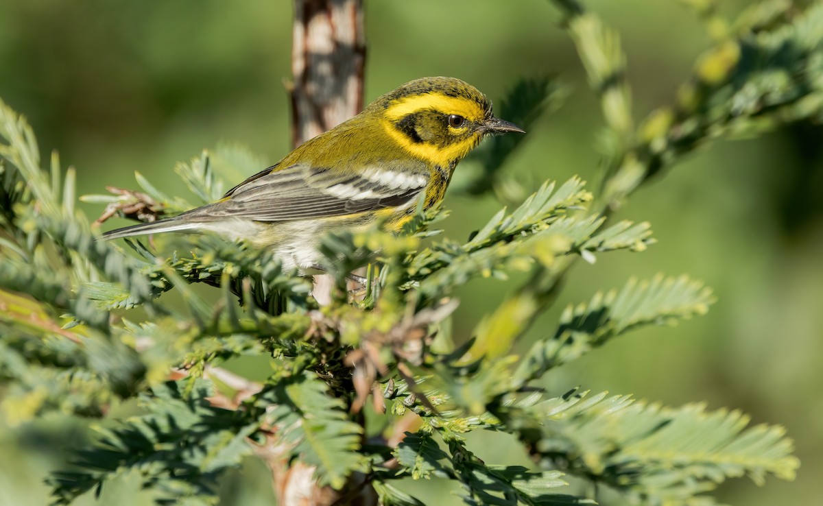 Townsend's Warbler - ML612498856