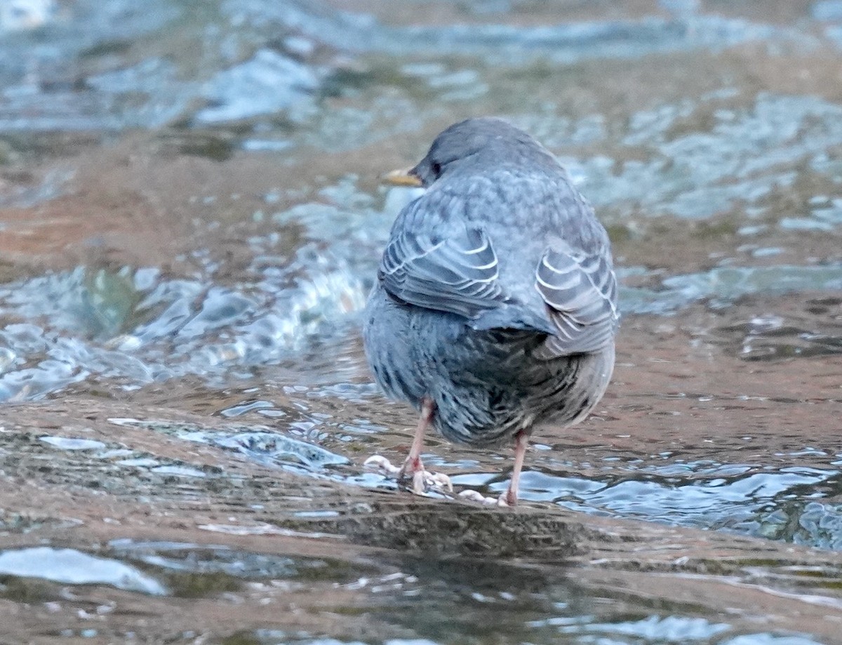 אמודאי אמריקני - ML612498863