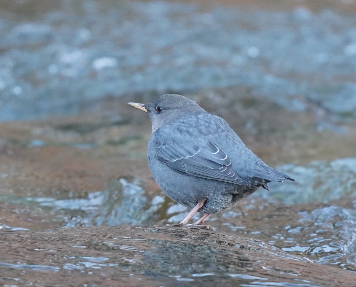 American Dipper - ML612498916