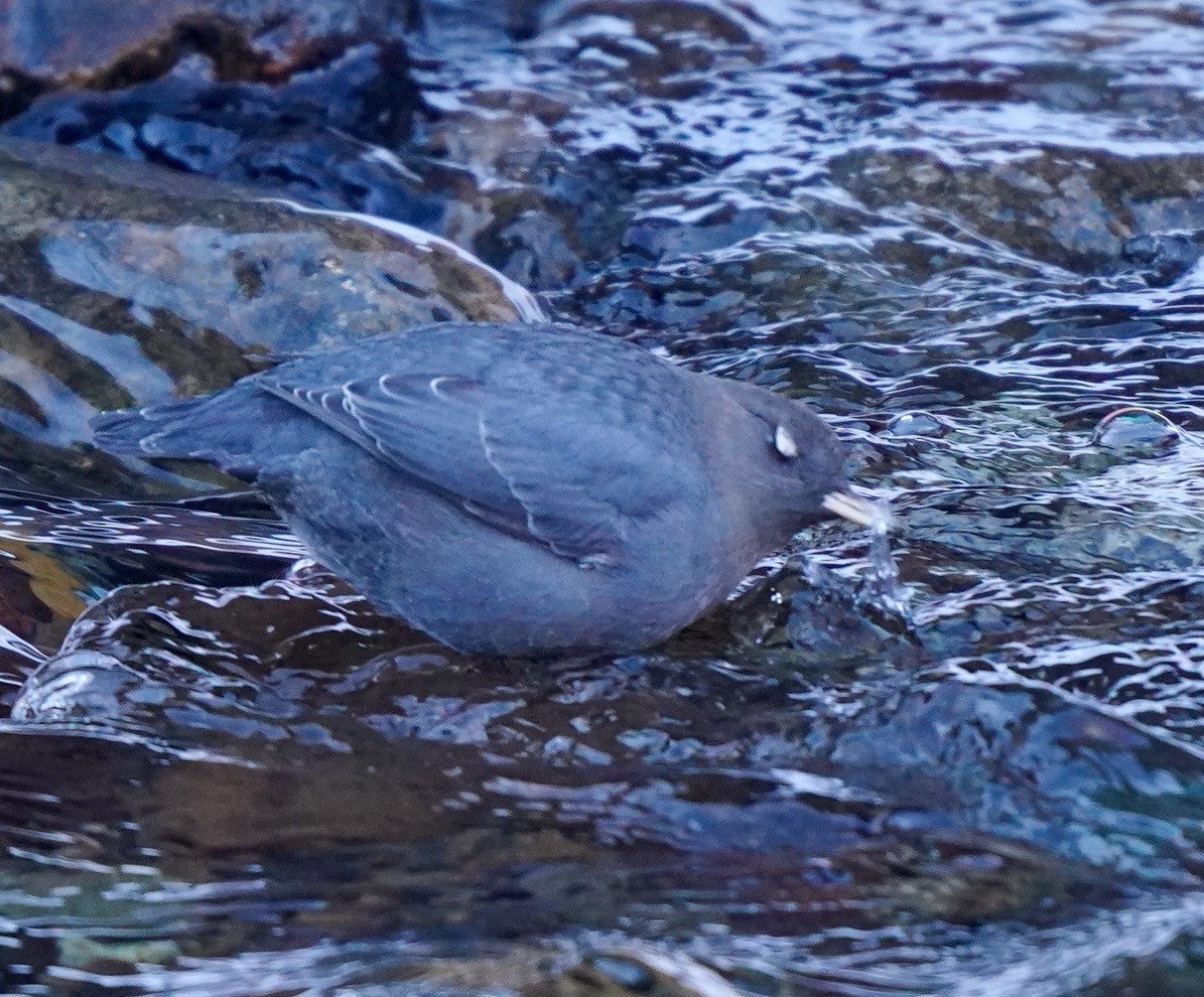 American Dipper - ML612498917