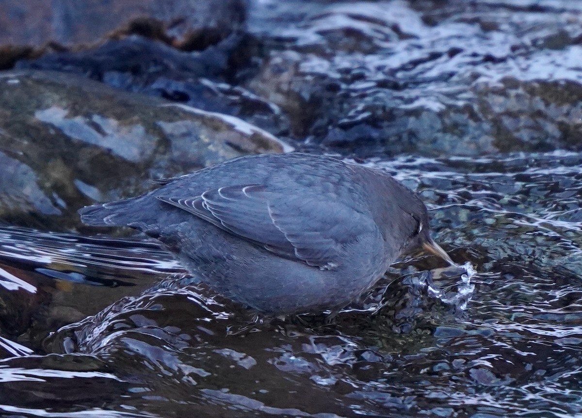 メキシコカワガラス - ML612498918