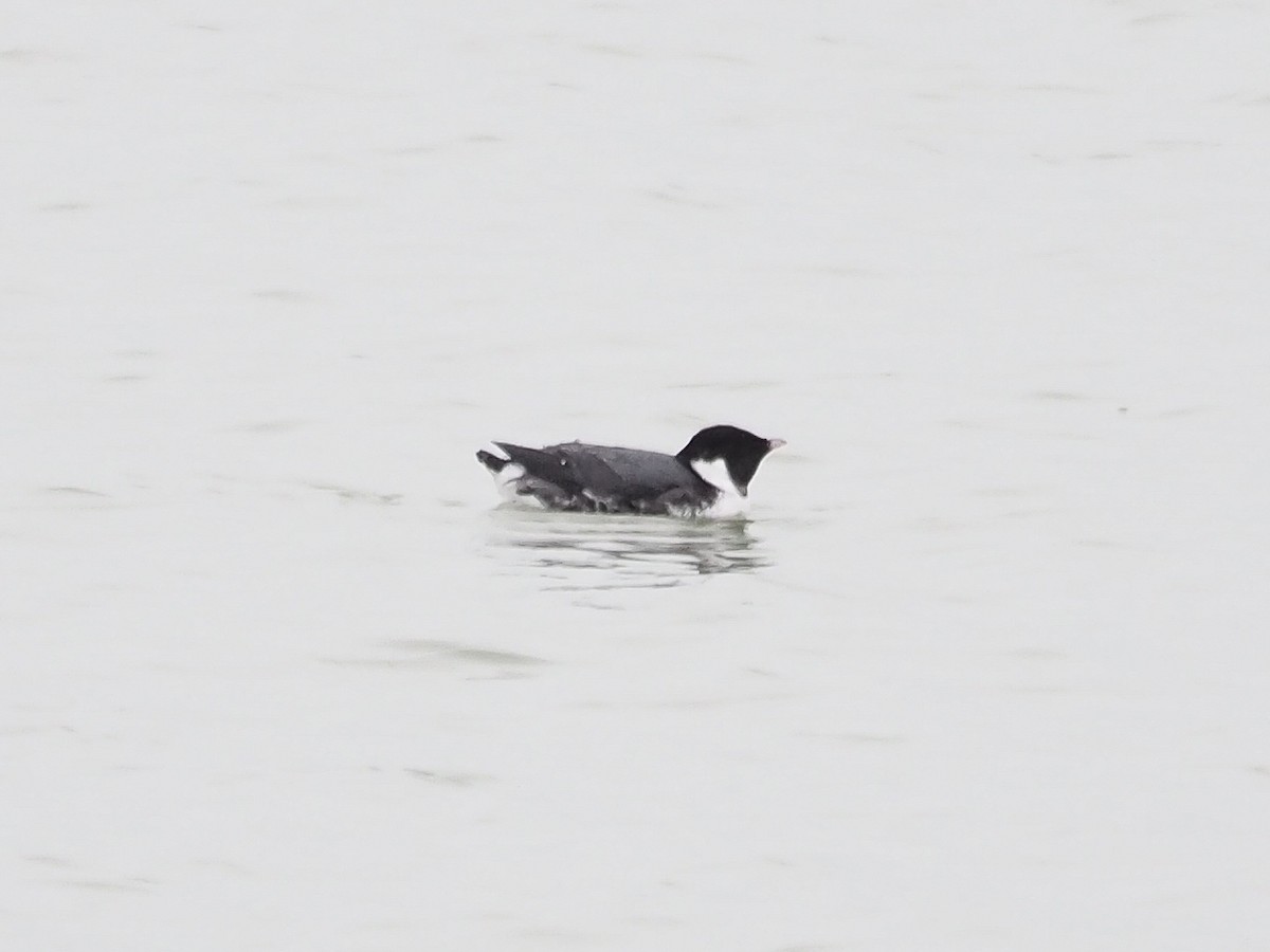 Ancient Murrelet - ML612498942