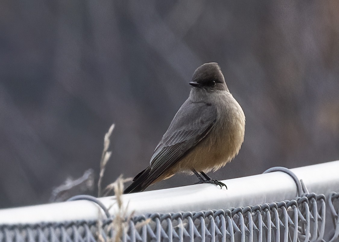 Say's Phoebe - ML612498964