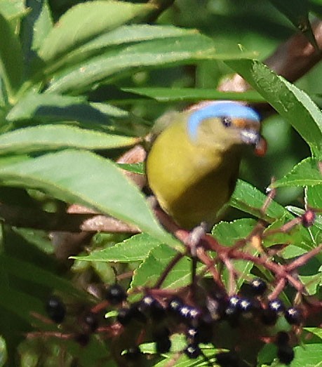 Golden-rumped Euphonia - ML612498974