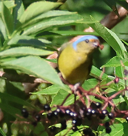 Golden-rumped Euphonia - ML612498975