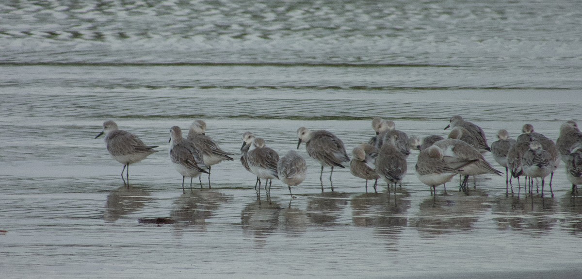 Bécasseau sanderling - ML612499007