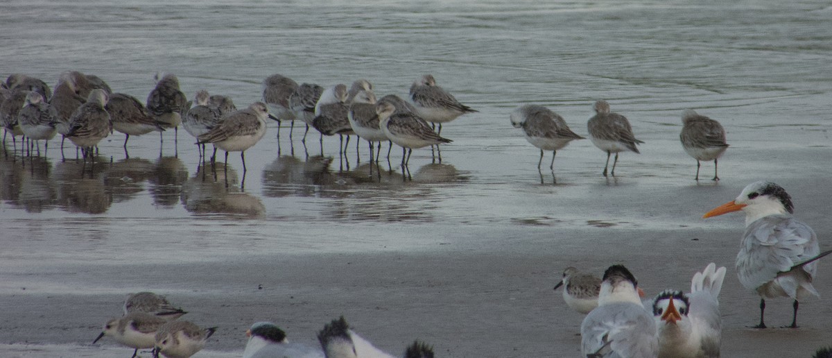 Bécasseau sanderling - ML612499110