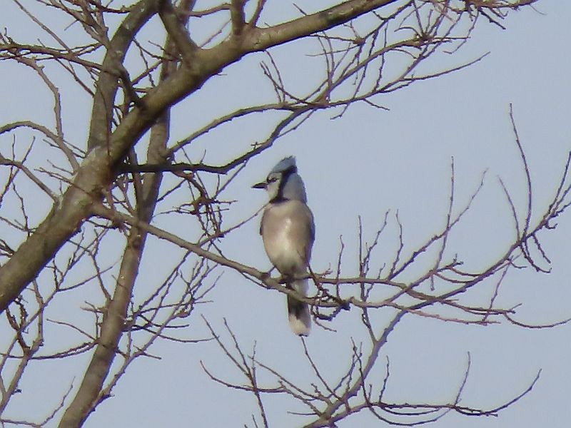 Blue Jay - ML612499127