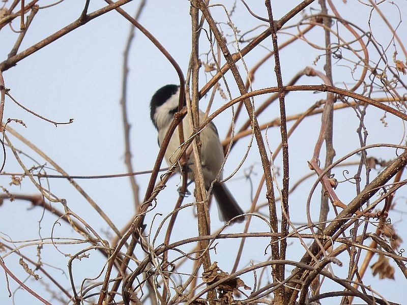 Carolina Chickadee - ML612499134