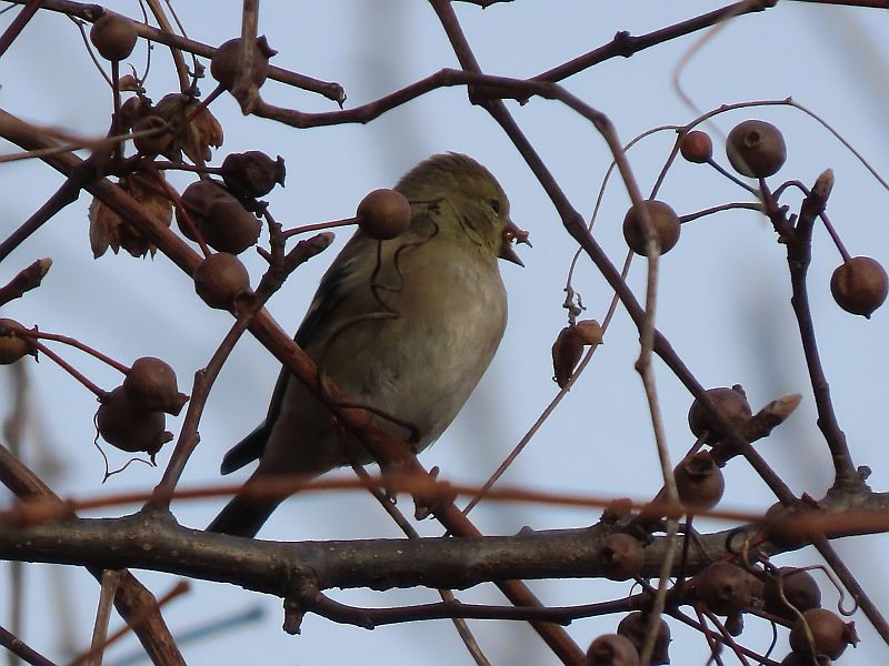 American Goldfinch - ML612499179