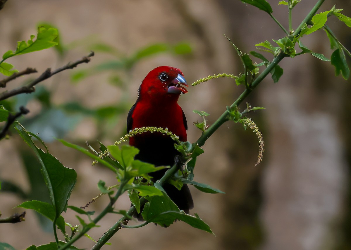 Red-headed Bluebill - ML612499305