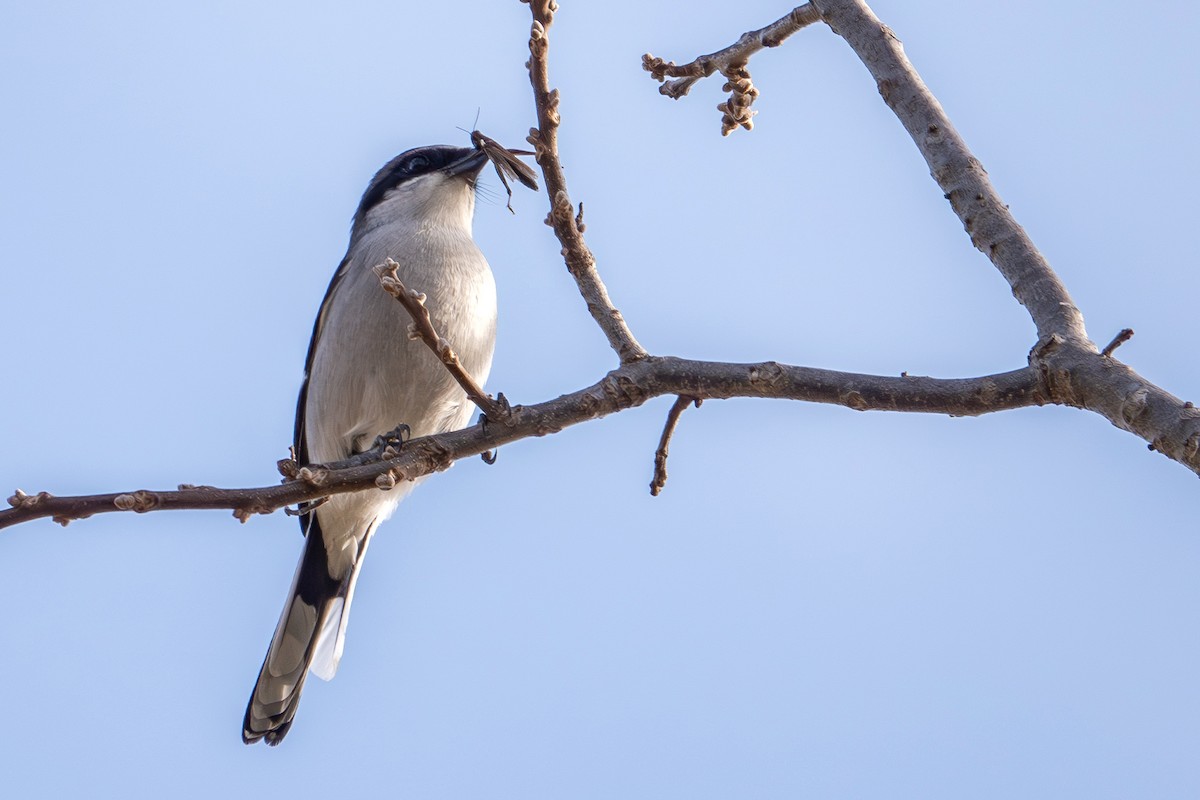 Loggerhead Shrike - Vic Laubach