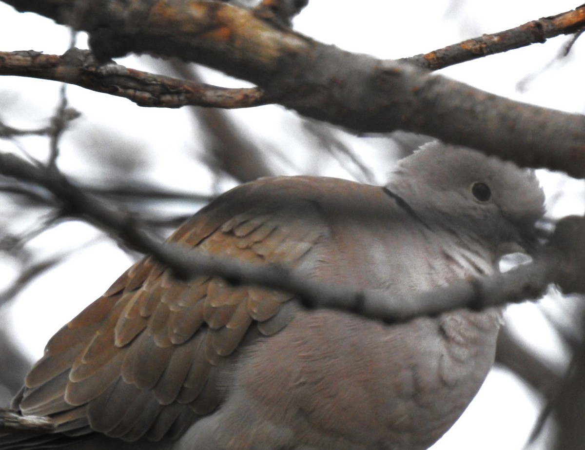 tyrkerdue - ML612499428