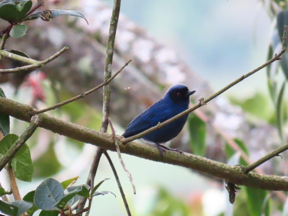 Masked Flowerpiercer - Jerson Marin (@rojo_pajarero)