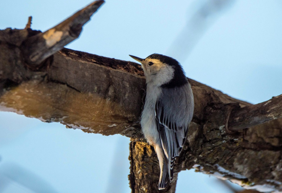 White-breasted Nuthatch - ML612499505