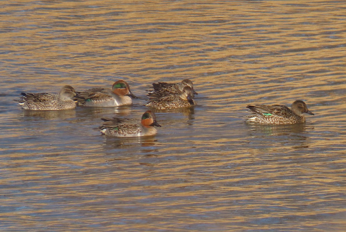 Green-winged Teal - ML612499534