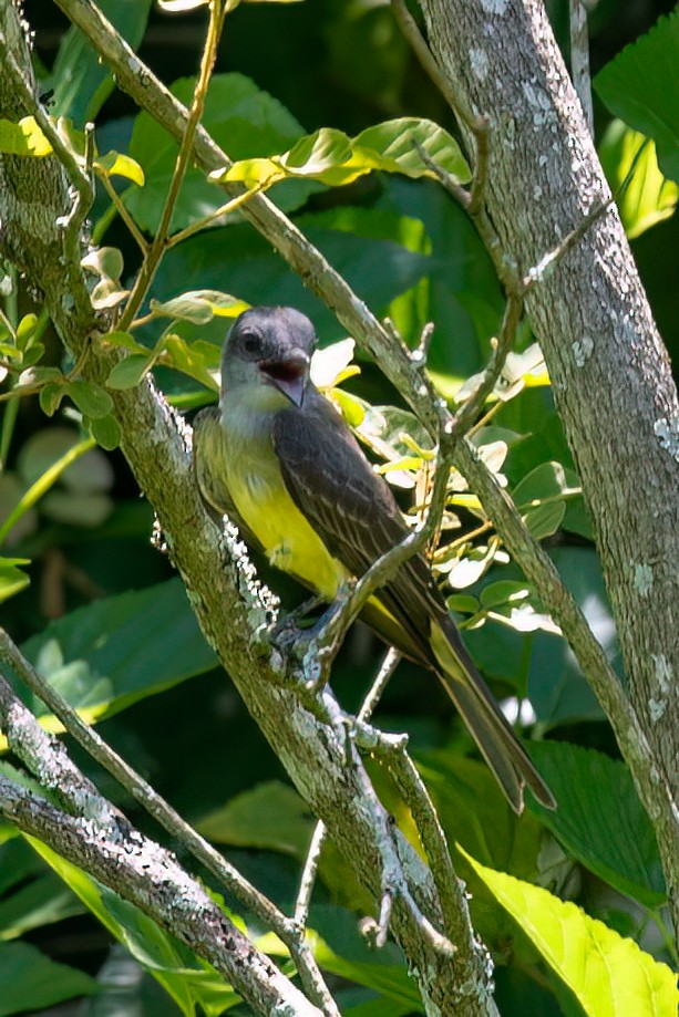 Tropical Kingbird - ML612499653