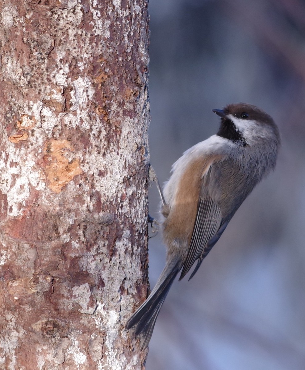 Boreal Chickadee - ML612499672