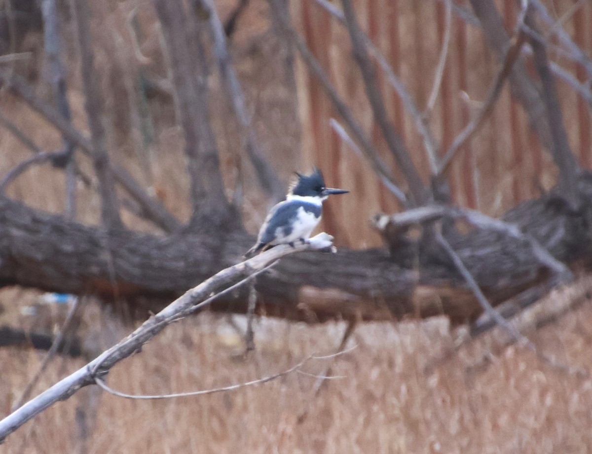 Belted Kingfisher - ML612499856