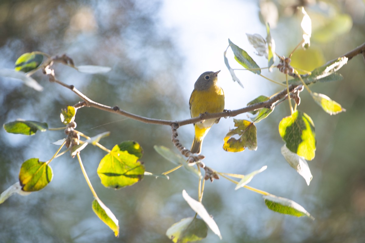 Nashville Warbler - ML612499865