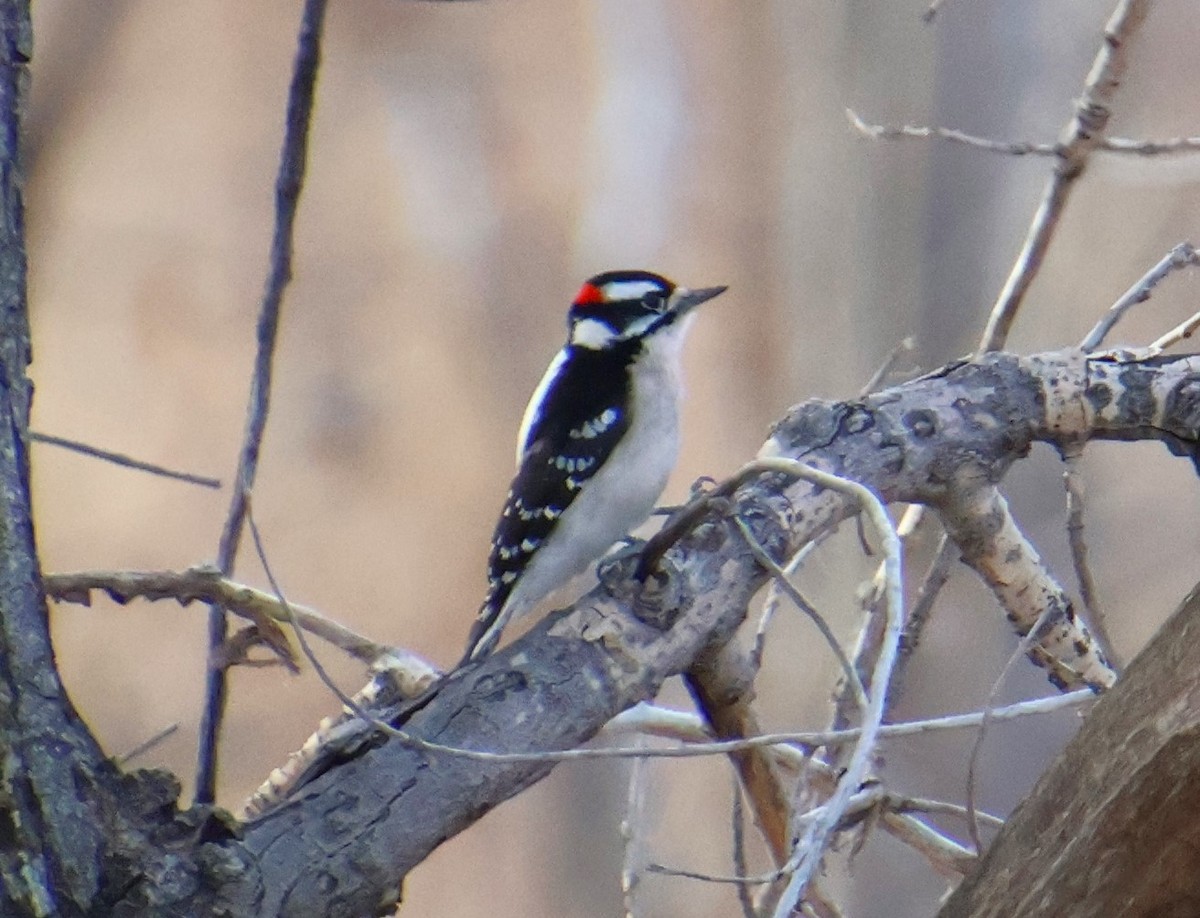 Downy Woodpecker - ML612499884