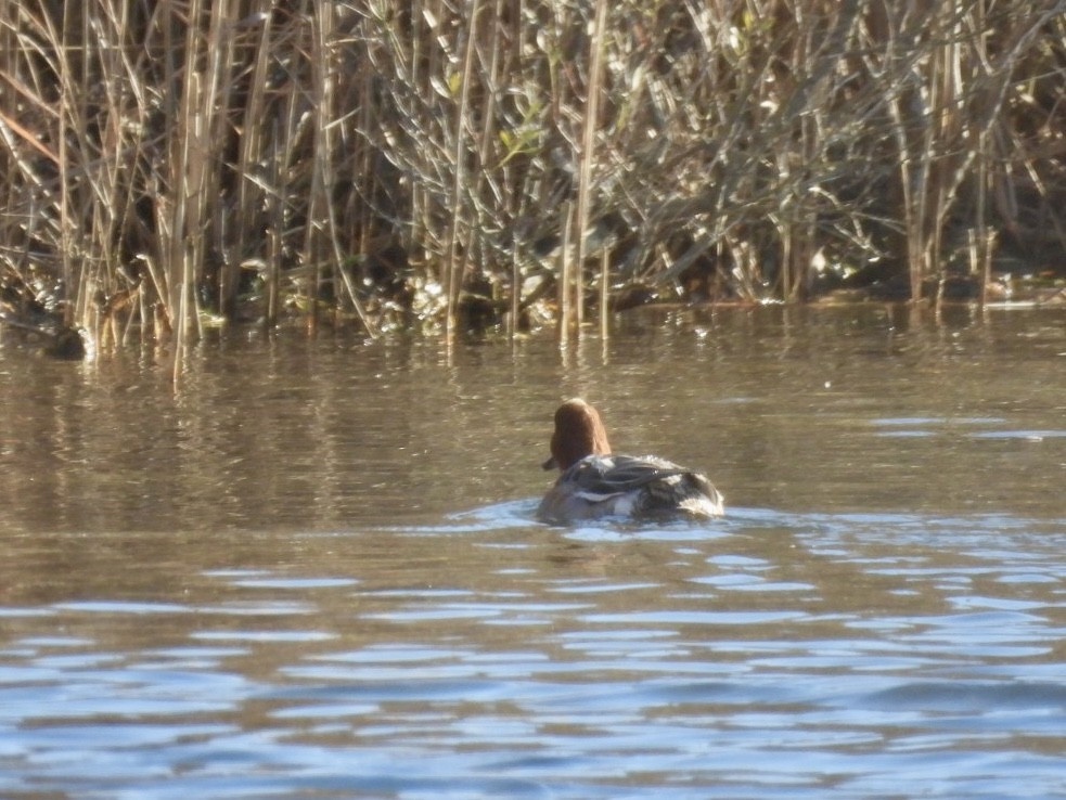 Eurasian Wigeon - ML612499893