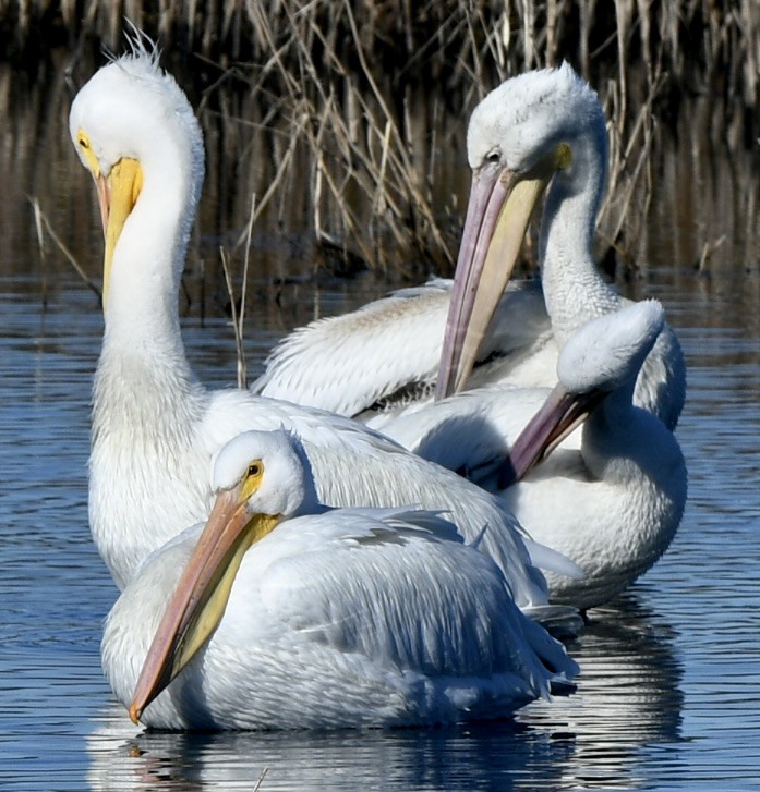 pelikán severoamerický - ML612499906