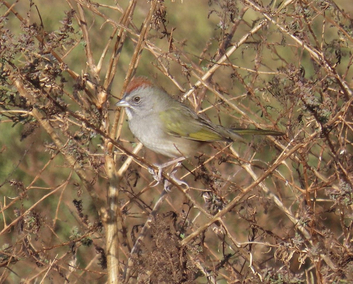 Green-tailed Towhee - ML612499994