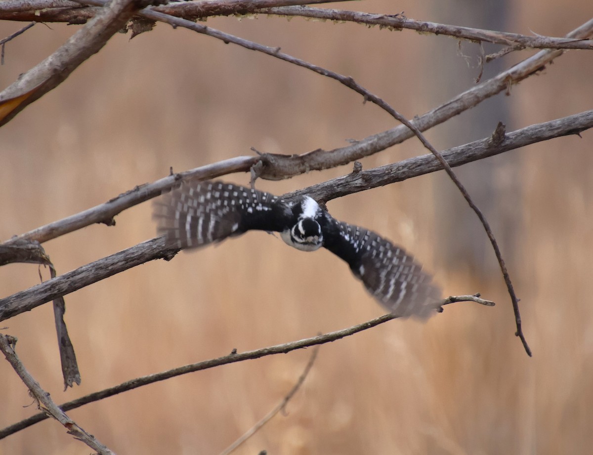 Downy Woodpecker - ML612499996