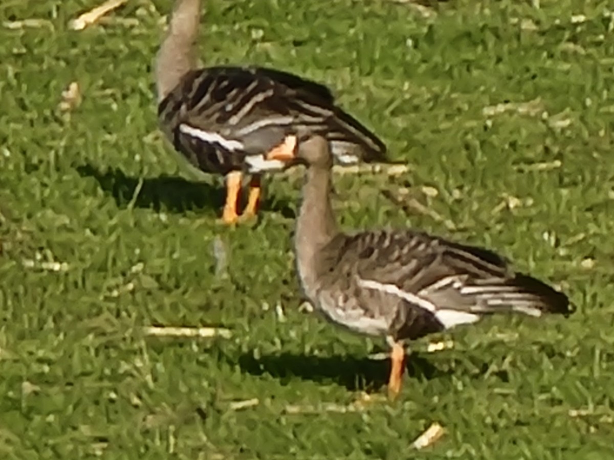 Greater White-fronted Goose - ML612500026