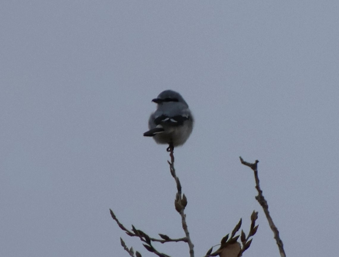 Northern Shrike - ML612500039