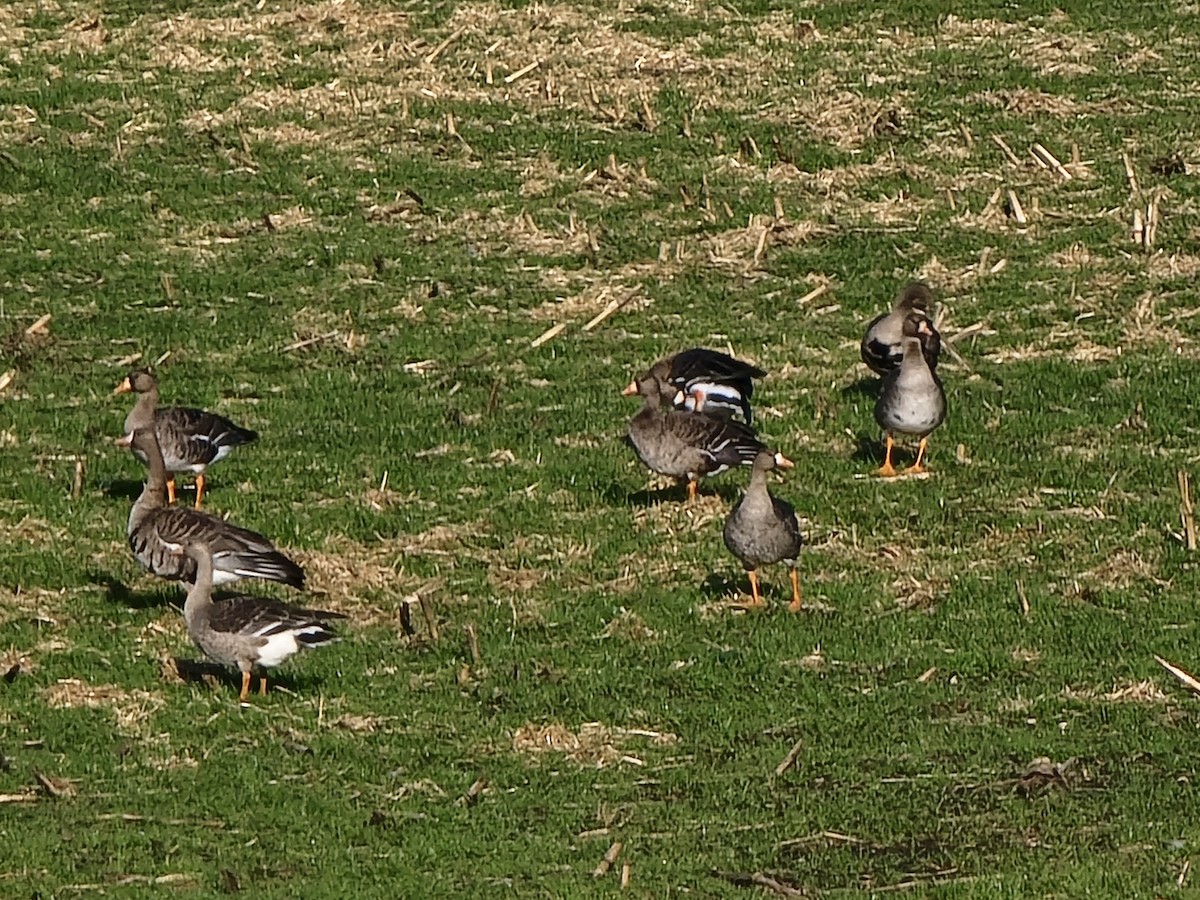Greater White-fronted Goose - ML612500040