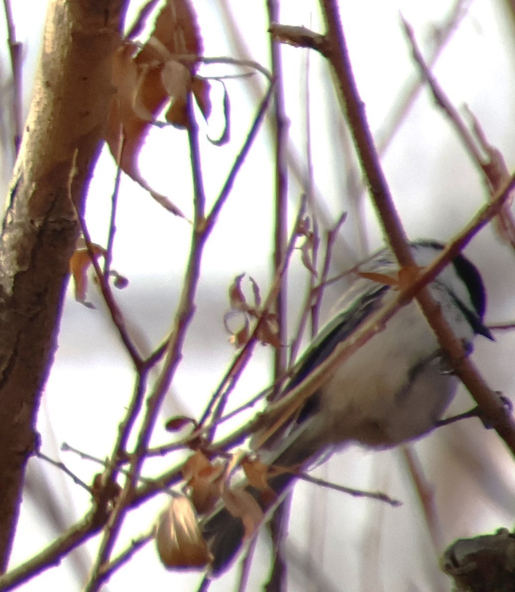 Black-capped Chickadee - ML612500073