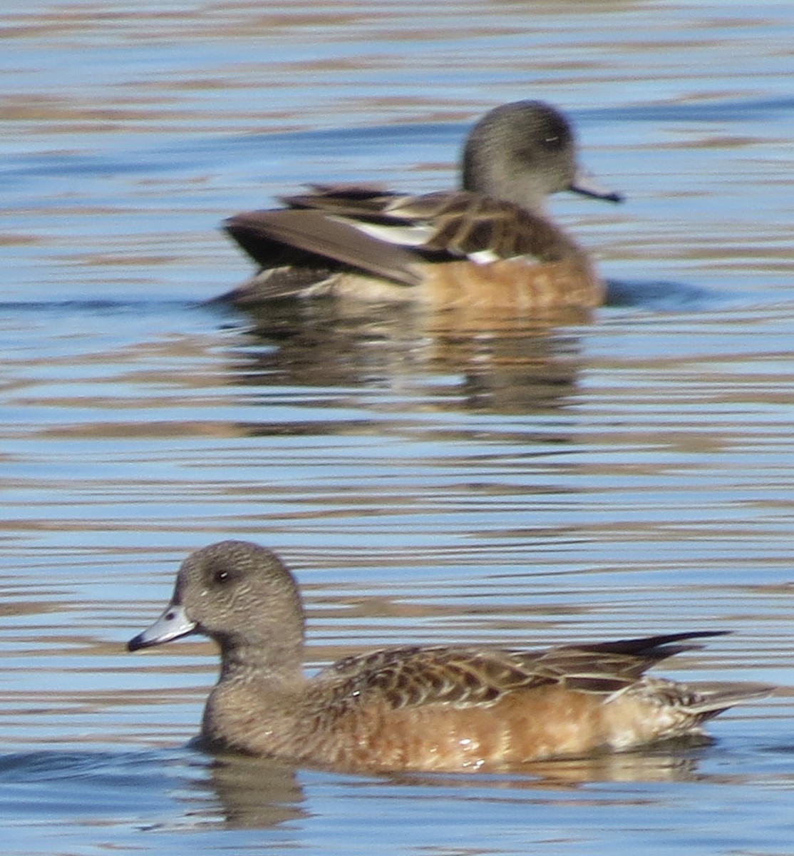 葡萄胸鴨 - ML612500078