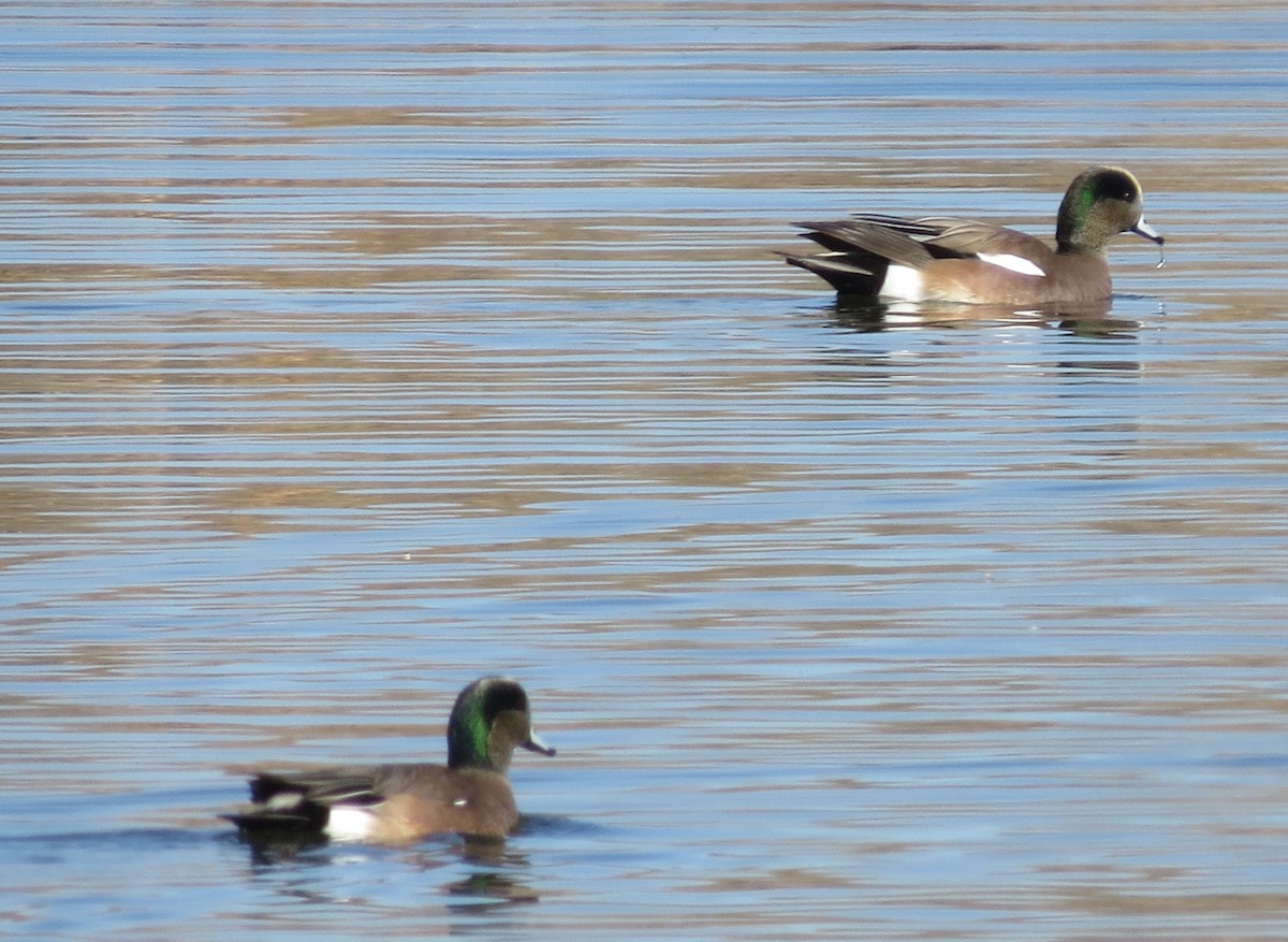 葡萄胸鴨 - ML612500079