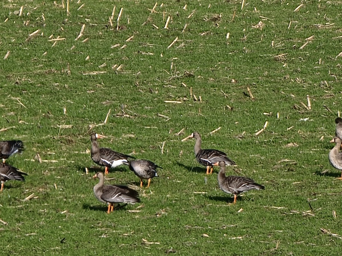 Greater White-fronted Goose - ML612500119