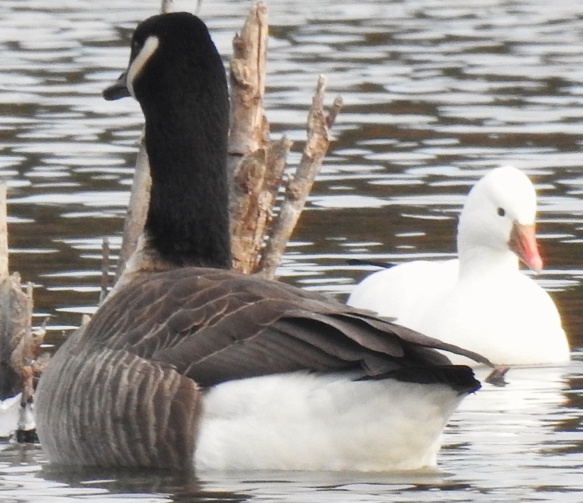 Ross's Goose - ML612500130