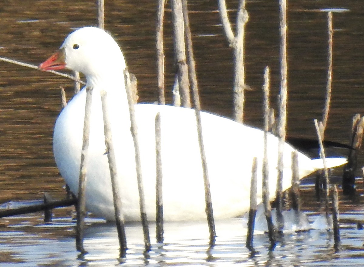 Ross's Goose - ML612500132