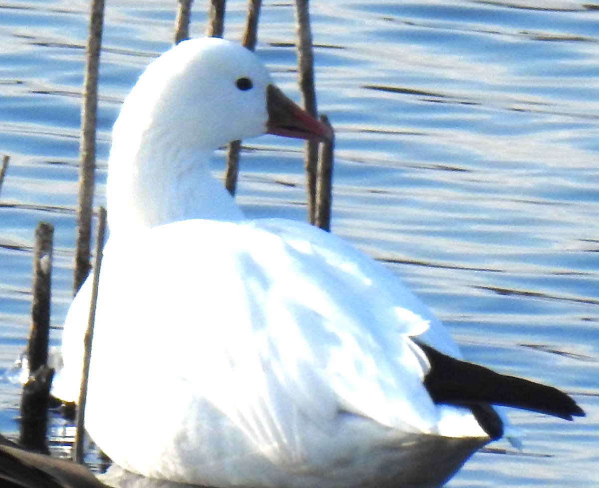 Ross's Goose - ML612500135