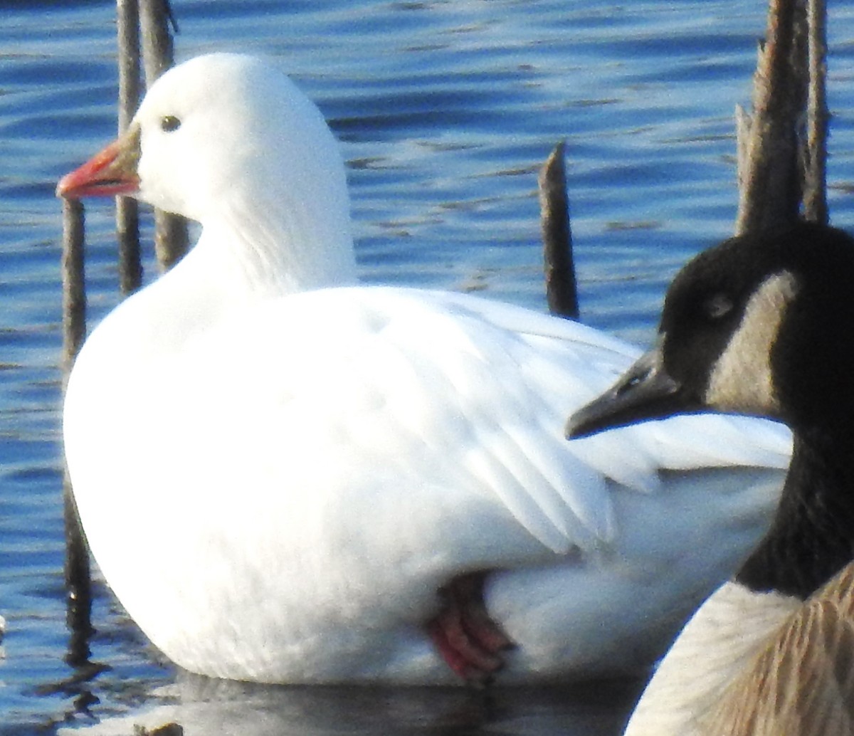 Ross's Goose - ML612500137