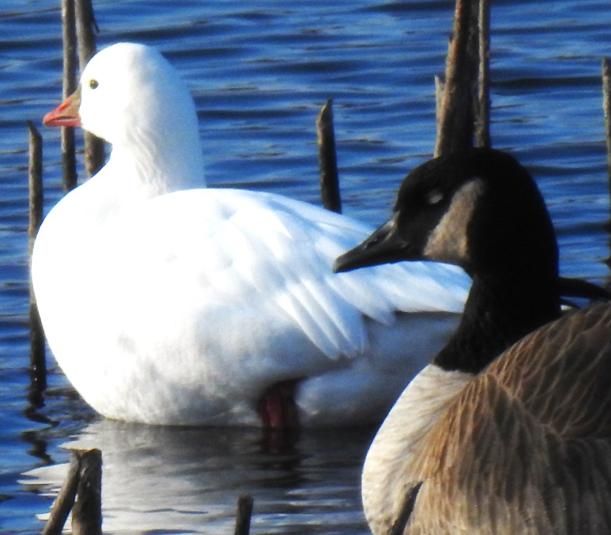 Ross's Goose - ML612500138