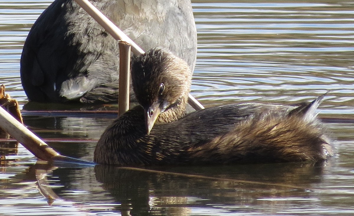 Pied-billed Grebe - ML612500171