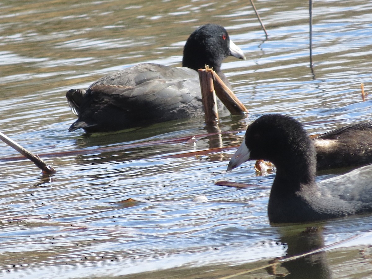 American Coot - ML612500190