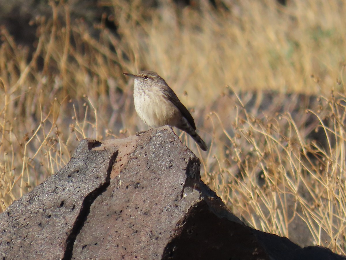 Rock Wren - ML612500257