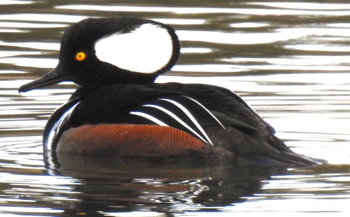 Hooded Merganser - ML612500319