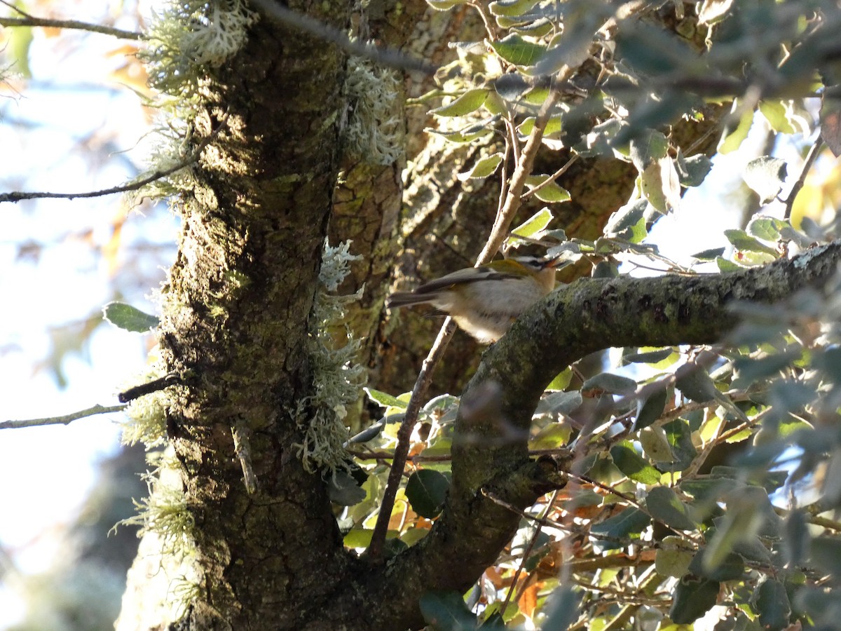 Common Firecrest - ML612500463